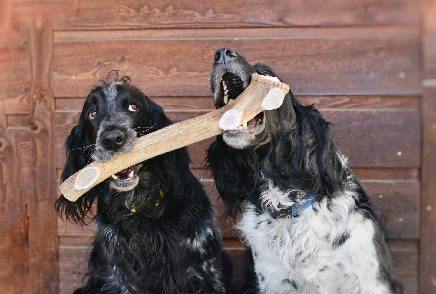 two large silky dogs sharing an elk antler chew
