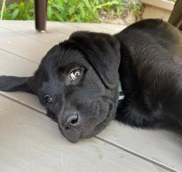 black lab puppy laying on a porch