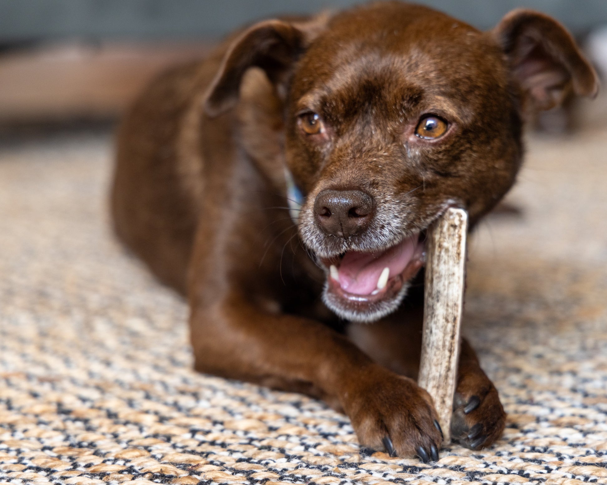 A small brown dog with a split antler chew between its paws