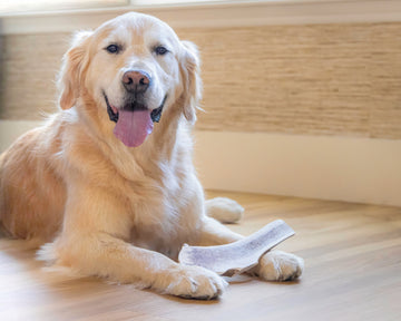 a golden retriever with its tongue out and a split antler chew for dogs between its paws