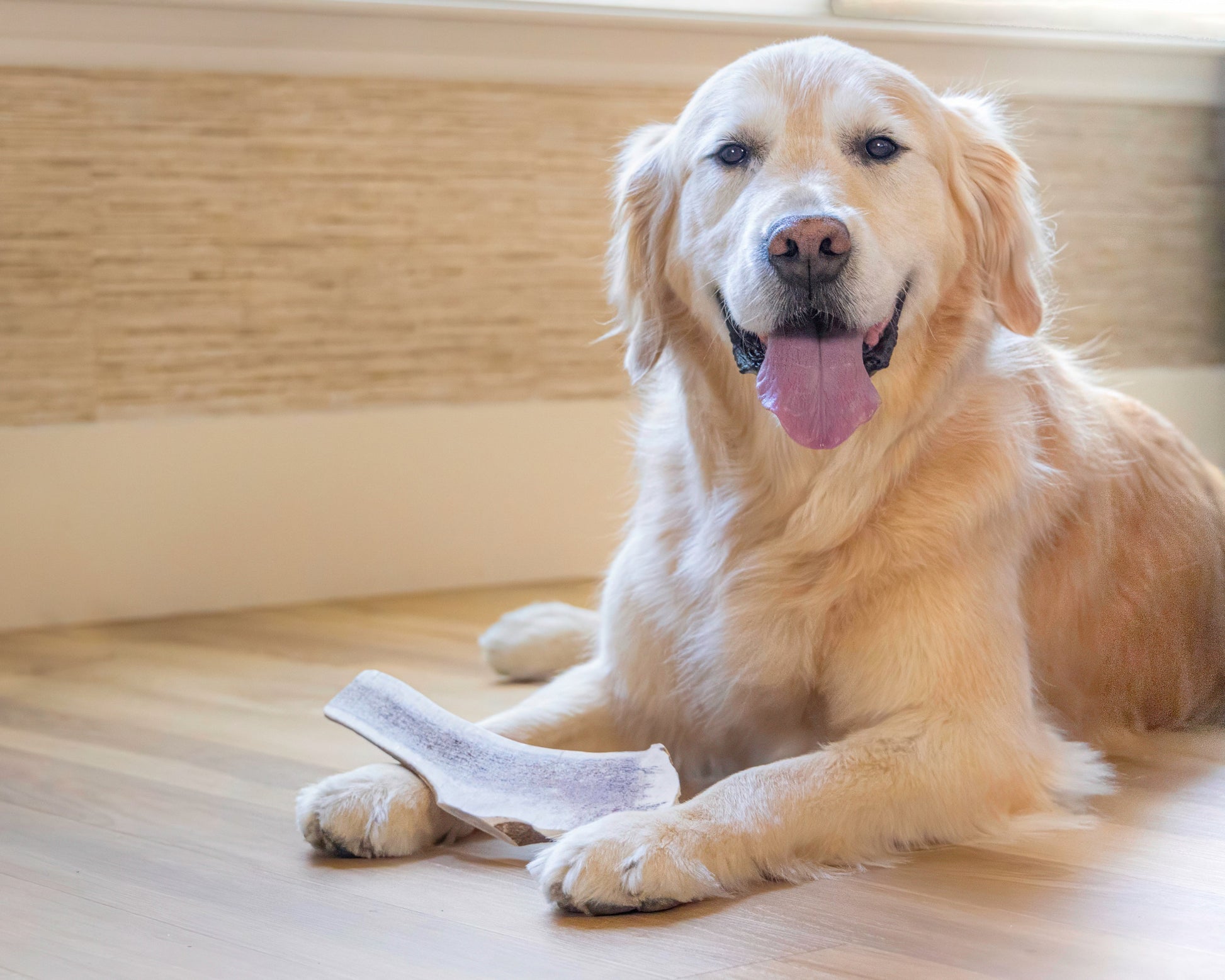 a golden retriever with its tongue out and a split antler chew for dogs between its paws