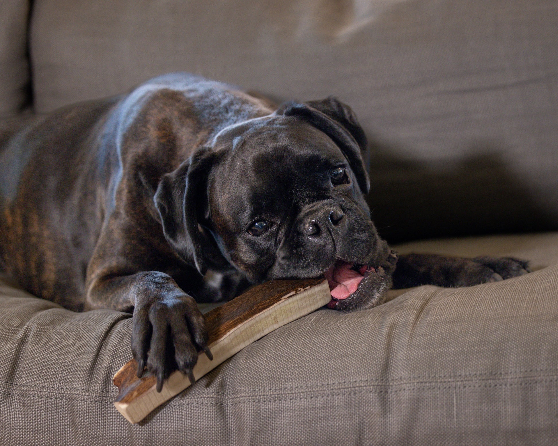 A dark brindle boxer chewing on a split moose antler chew on a couch