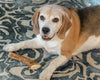 A senior beagle on a blue rug with an antler chew between its paws
