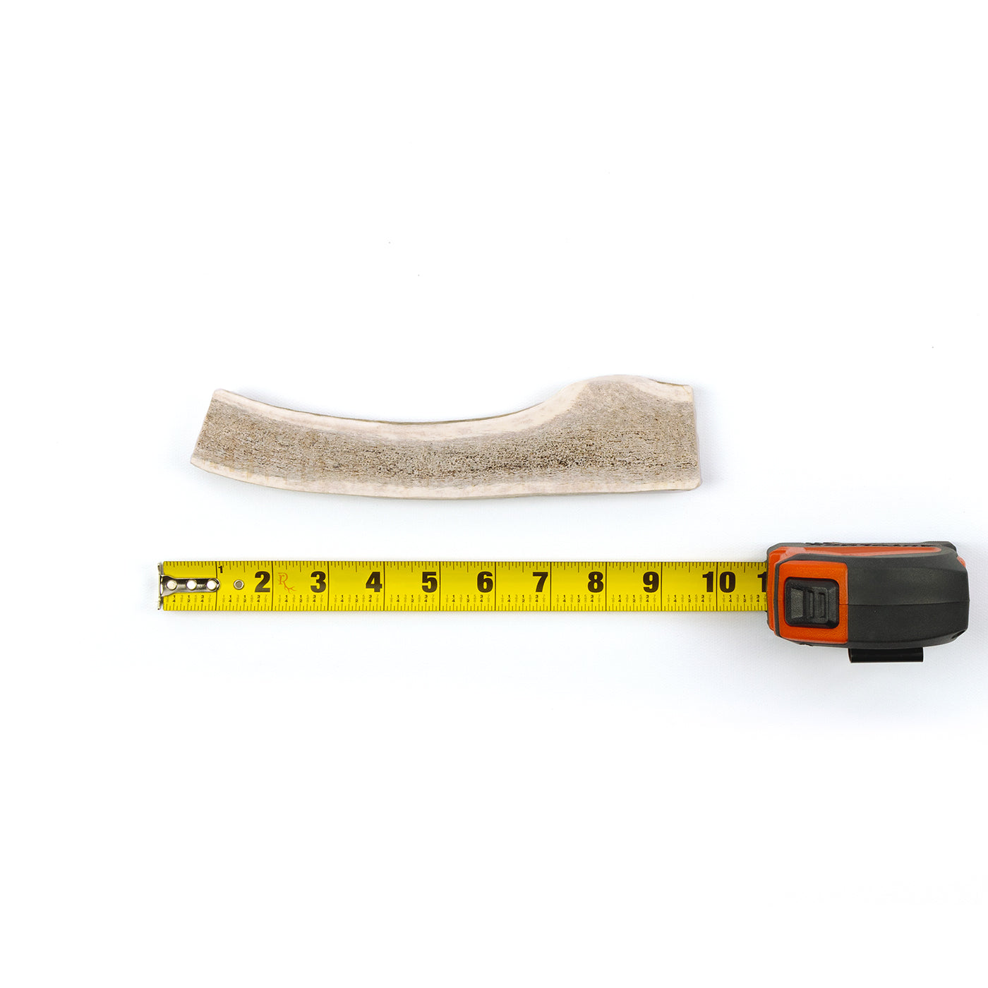 a large split elk antler chew against a tape measure