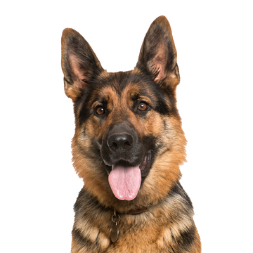 a german shepherd dog