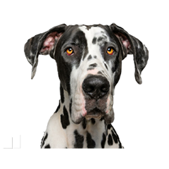 a harlequin great dane dog