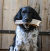 a shaggy black and white dog with a large antler chew in its mouth