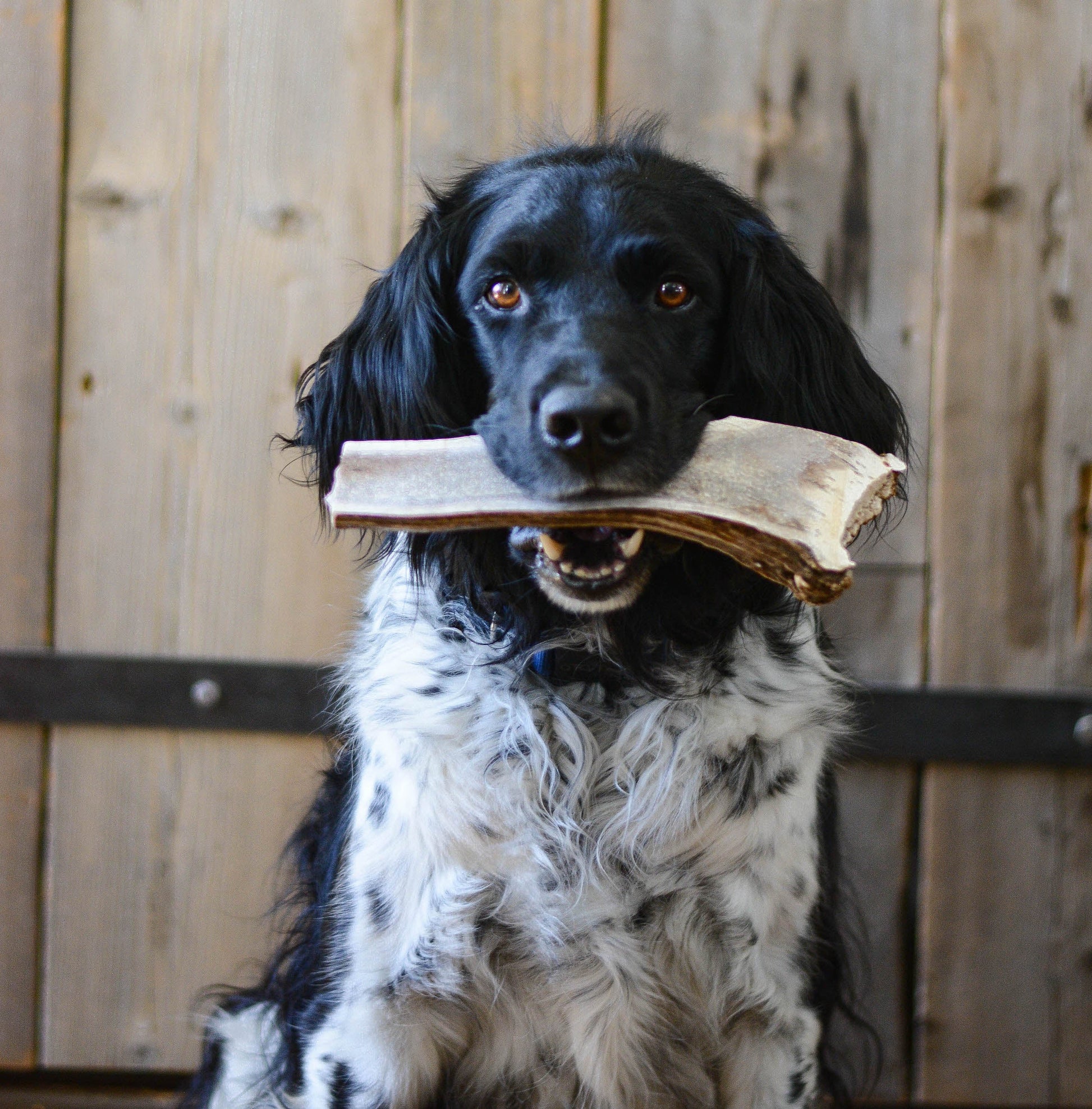 a shaggy black and white dog with a large antler chew in its mouth