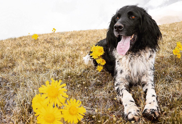 a shaggy black and white spaniel in a field with yellow flowers