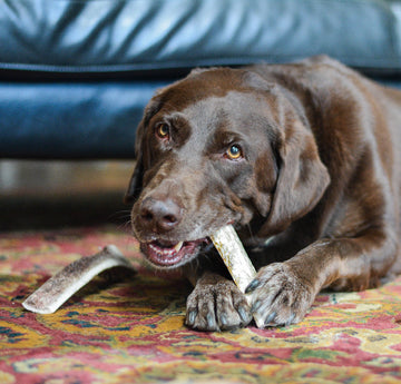 a chocolate lab on a colorful rug chewing on a large split elk antler chew for dogs