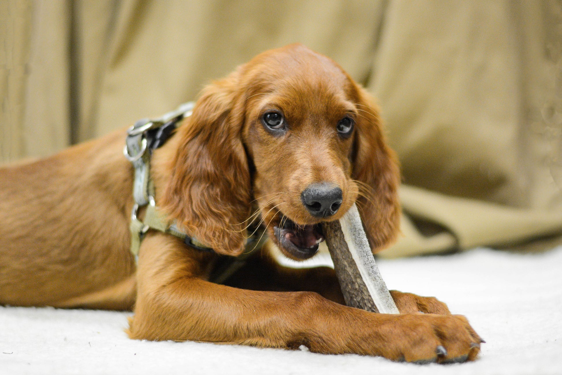 a young ruby dog chewing on a split antler chew for dogs