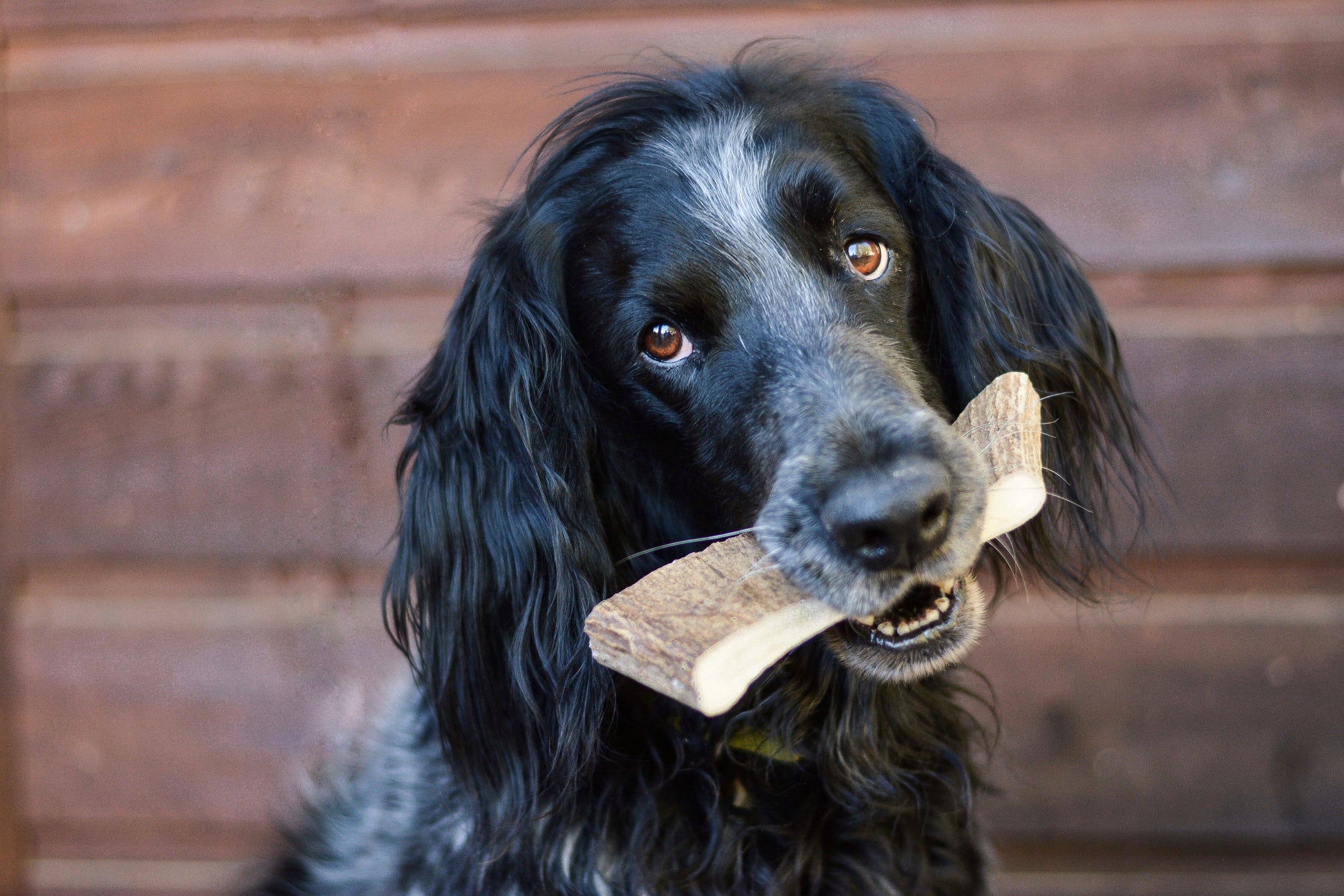 a shaggy black and white dog with a split antler chew for dogs in its mouth