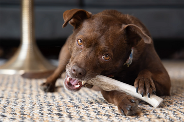 Why Antlers Are Great Dog Chew Toys for Aggressive Chewers