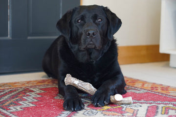 Which Antler Chew Style is Best for Your Dog?