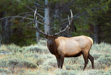a bull elk in late summer in Yellowstone national park when do deer shed their antlers featured image
