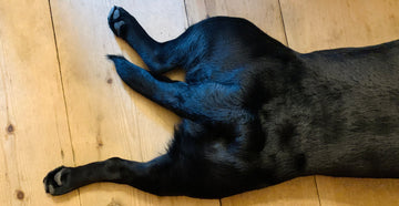 the back legs of a black lab sprawled out on the ground