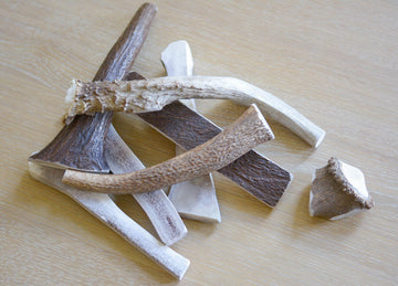 Which Antler Chew is Best for Your Dog?