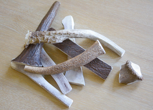 Which Antler Chew is Best for Your Dog?