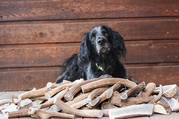 fluffy black and white dogs lays behind a large pile of antler chews