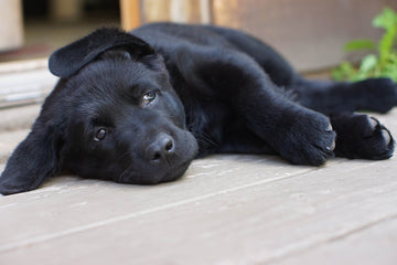 The Best Antler Chews for Puppies: A Natural Teething Choice