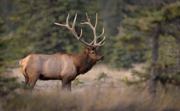 When and How Do Elk, Deer, and Moose Shed Their Antlers?