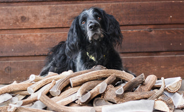 a black and white dog lies behind a pile of deer, elk, and moose antler chews