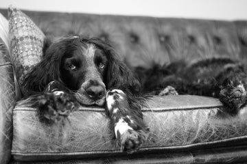 a black and white photo of a spaniel lying on a couch