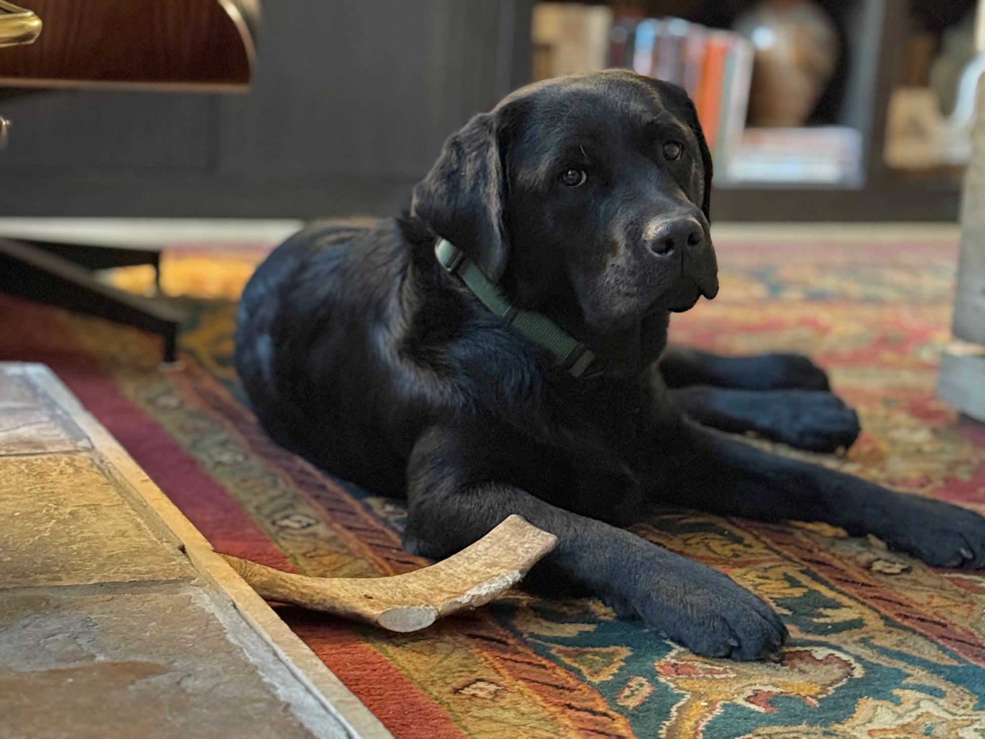 a black dog lies on a multicolored carpet next to a jumbo moose paddle