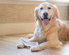 a golden retriever with its tongue out and a split antler chew for dogs between its paws