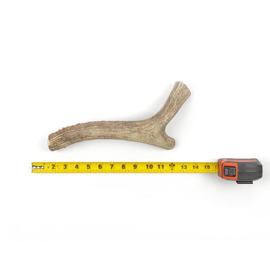 Deer Antler