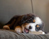 A bernese mountain dog puppy chewing on a split moose antler