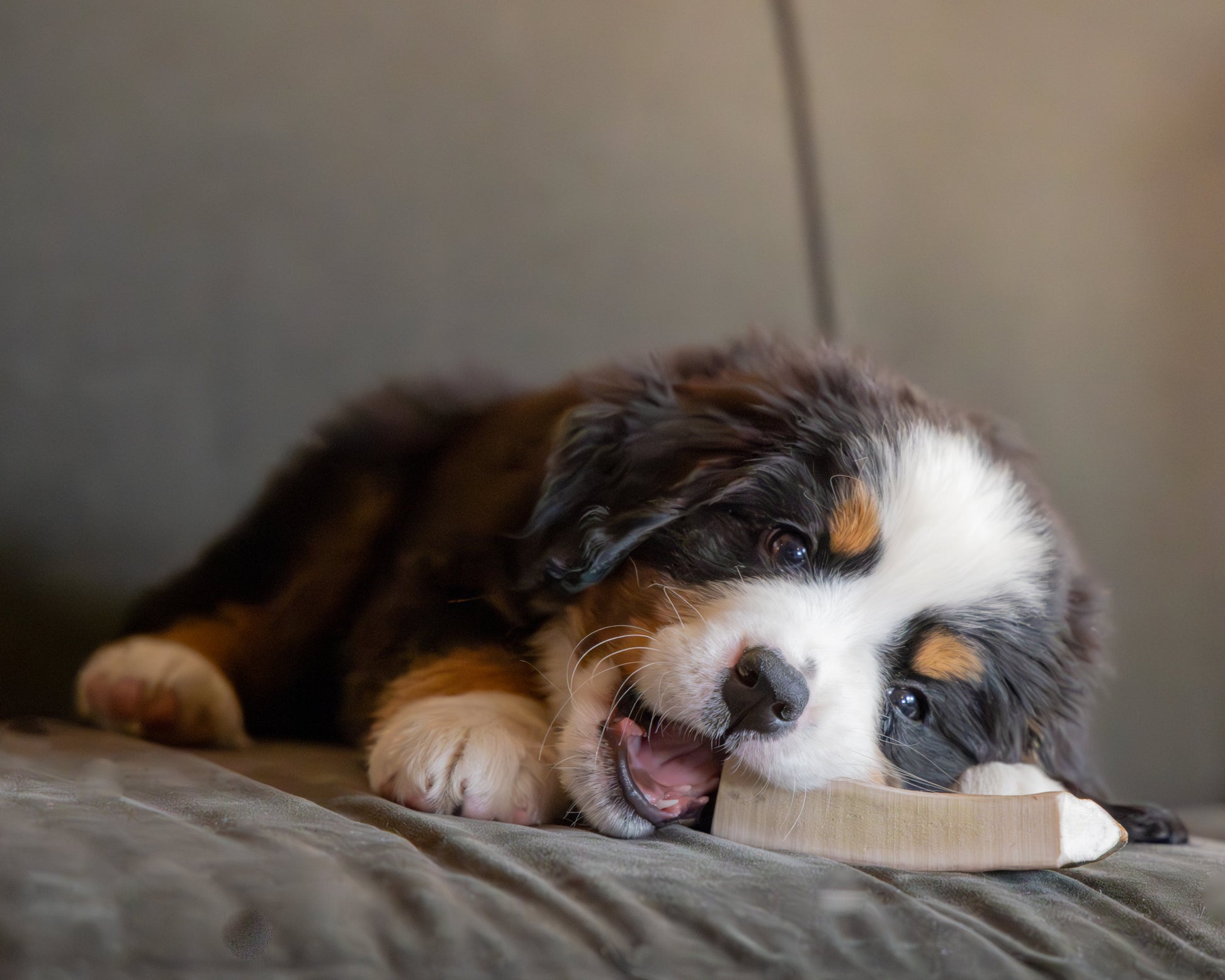 A bernese mountain dog puppy chewing on a split moose antler