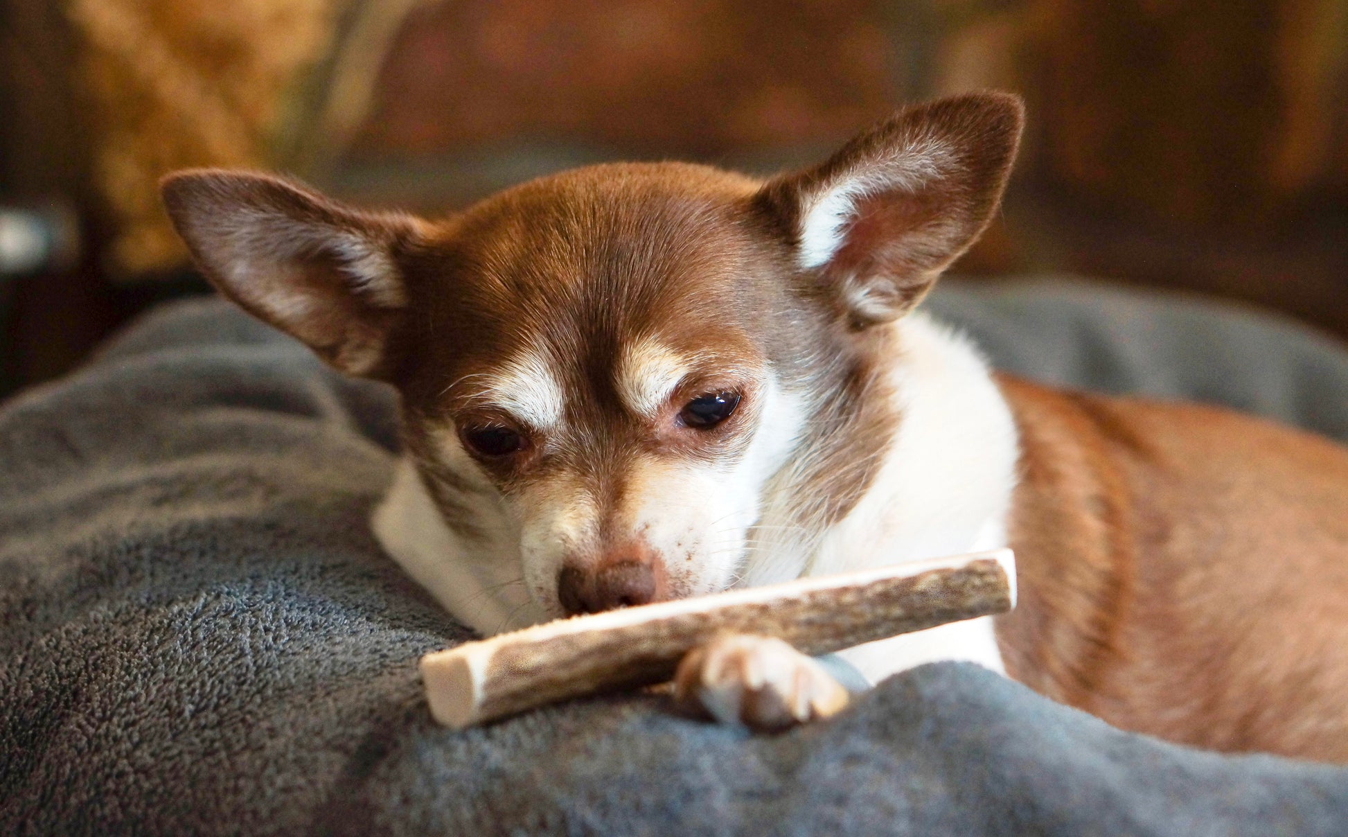 a brown and white chihuahua lying in a grey dog bed sniffs a petite split elk antler chew