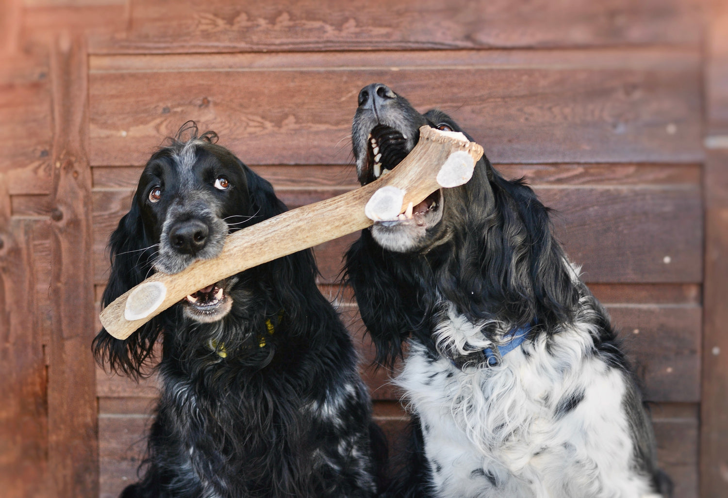 two black and white dogs sit in front of a wooden wall holding a huge whole elk antler chew together