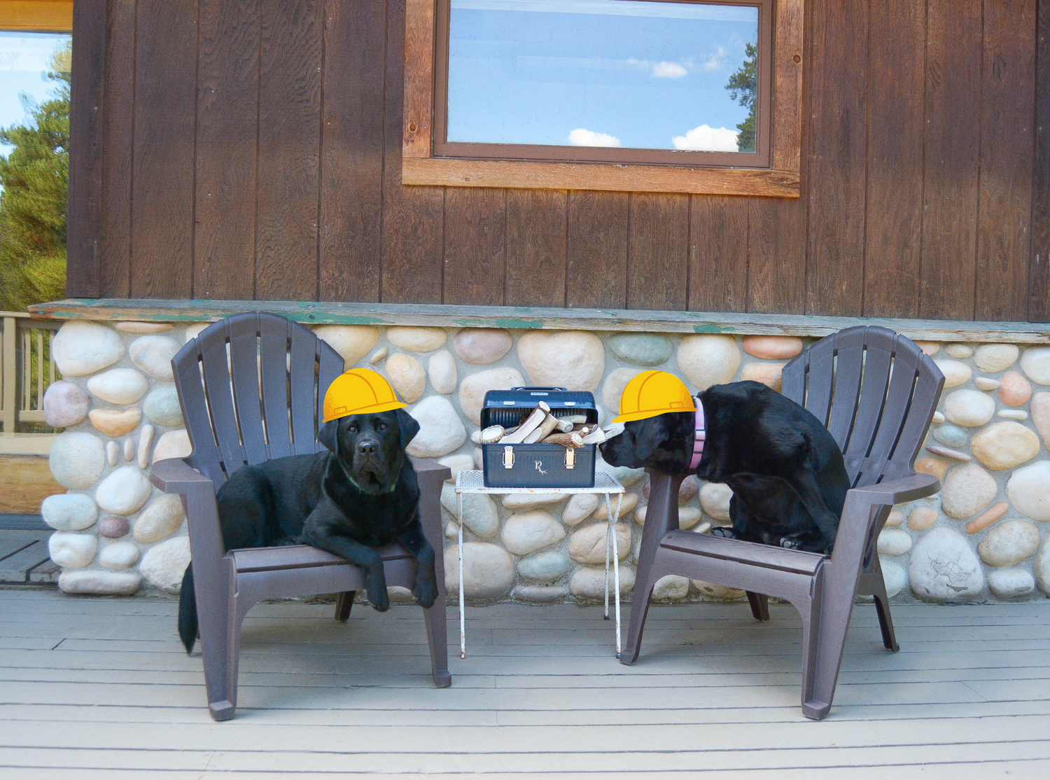 Two black labradors wearing yellow hard hats sit on gray plastic patio chairs on a wooden deck in front of a cabin wall. A small table between them holds a toolbox filled with antler chews.
