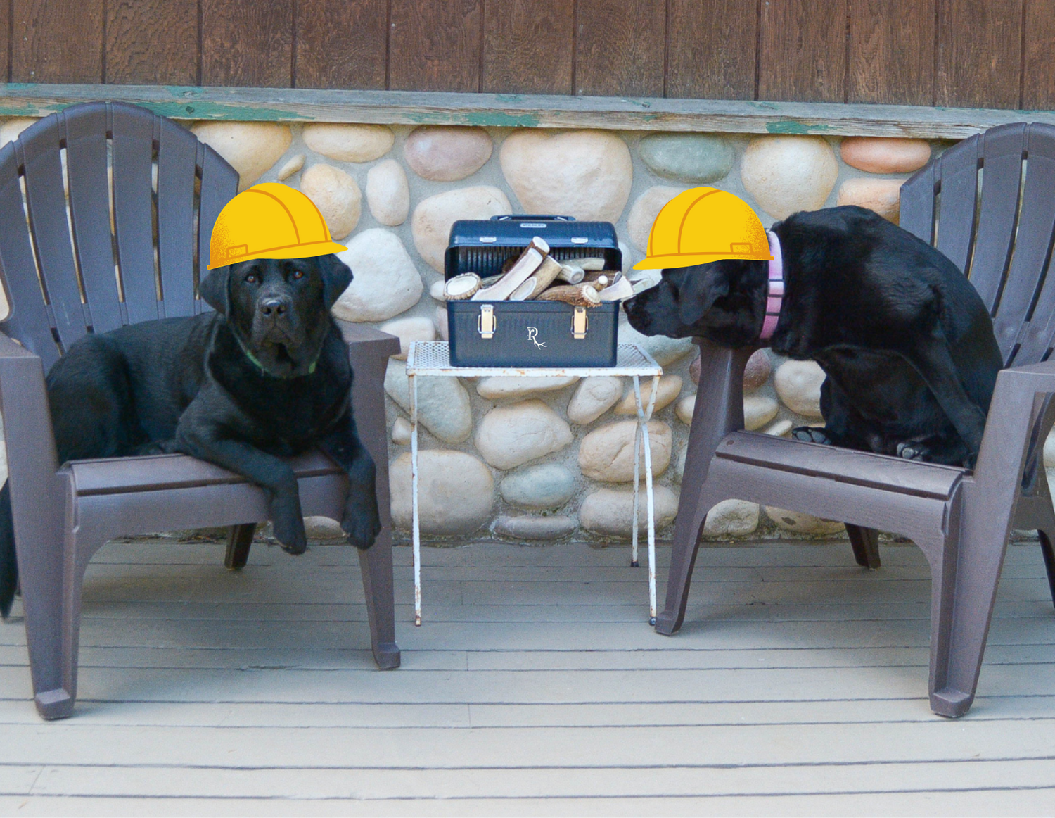 Two black labradors wearing yellow hard hats sit on gray plastic patio chairs on a wooden deck in front of a cabin wall. A small table between them holds a toolbox filled with antler chews.
