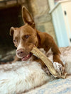 a brown pitbull lying on a white fur blanket chews on a large whole elk antler