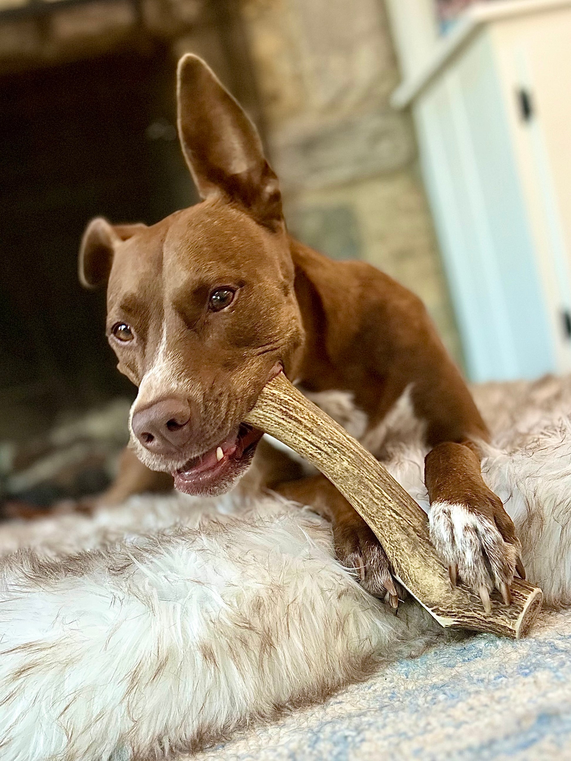 a brown pitbull lying on a white fur blanket chews on a large whole elk antler