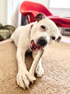 a white pitbull lays on a tan carpet chewing on a moose split antler chew