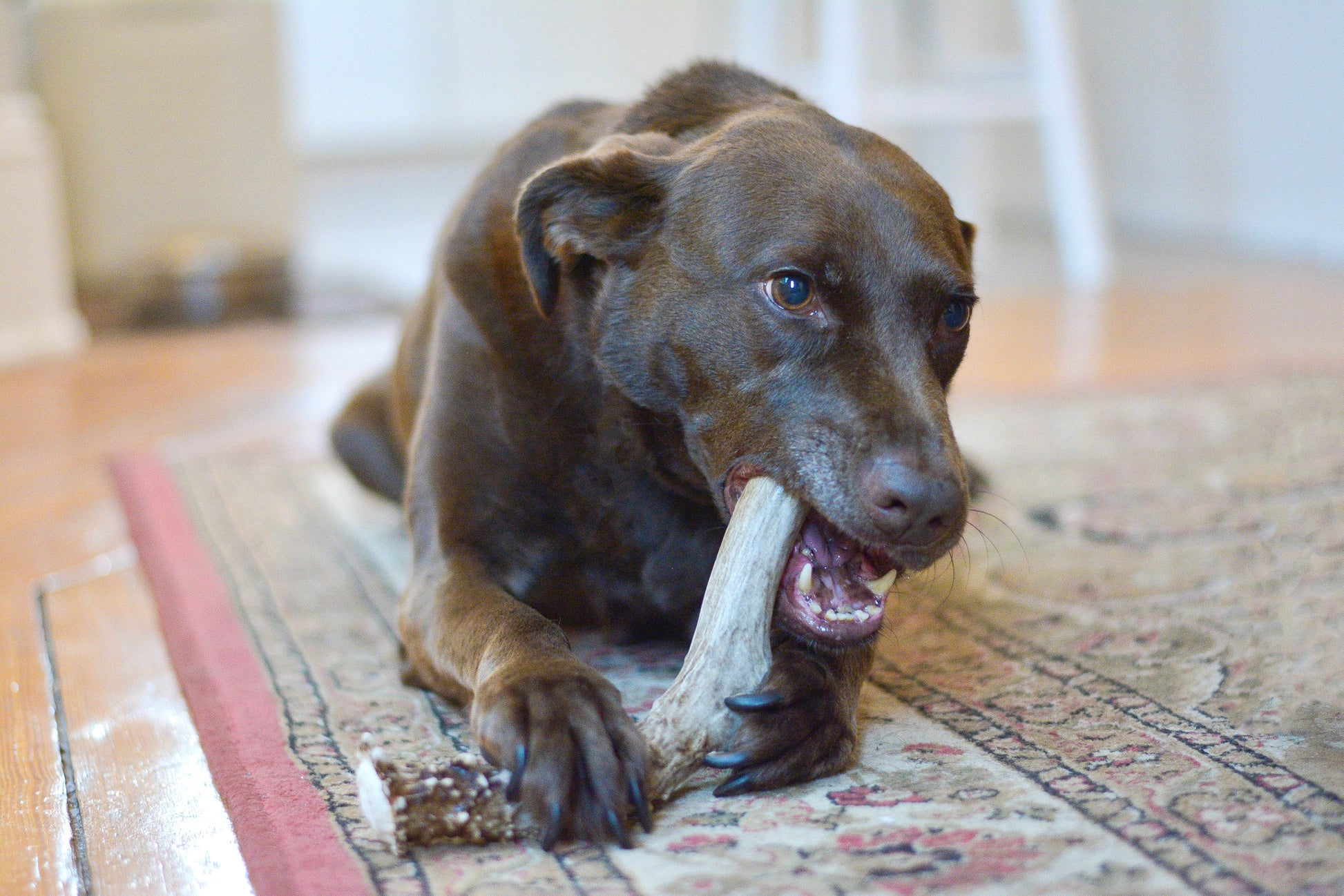 a brown dog laying down on a multi colored carpet chews on a deer antler chew 