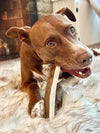 a brown and white pitbull lying on a white fur rug chewing a medium moose paddle