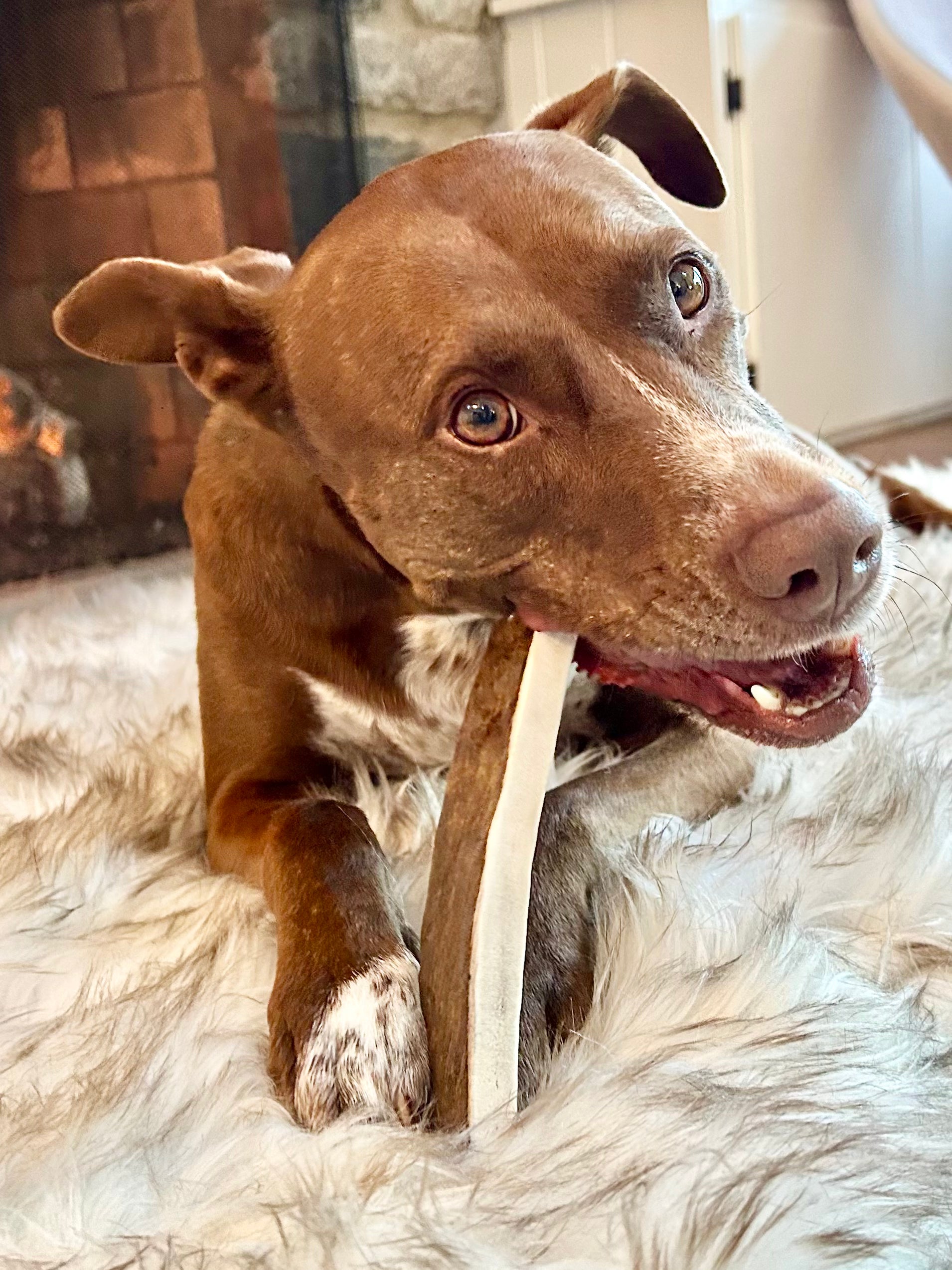 a brown and white pitbull lying on a white fur rug chewing a medium moose paddle