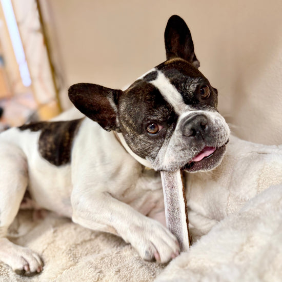 a brown and white french bulldog lies on a white fur blanket chewing on a medium split elk antler