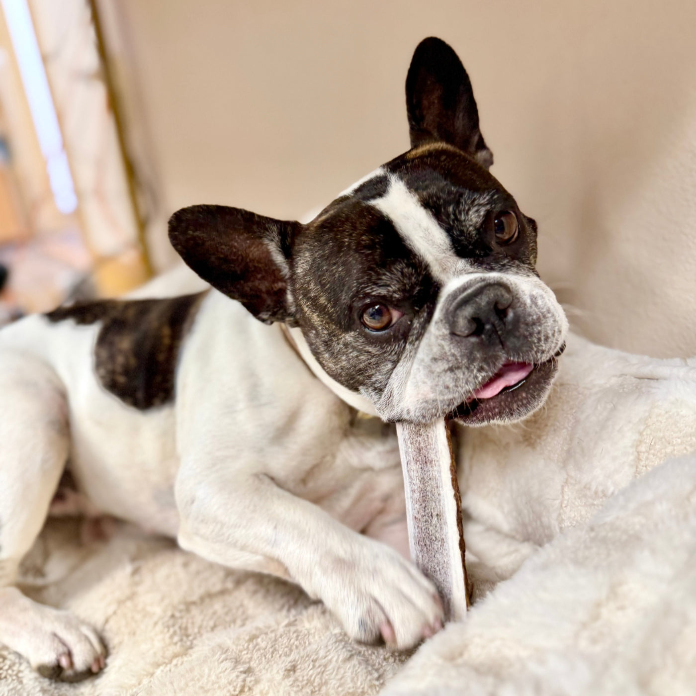 a brown and white french bulldog lies on a white fur blanket chewing on a medium split elk antler