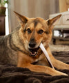 a german shepherd lying on a brown fur blanket chews on a jumbo moose split antler