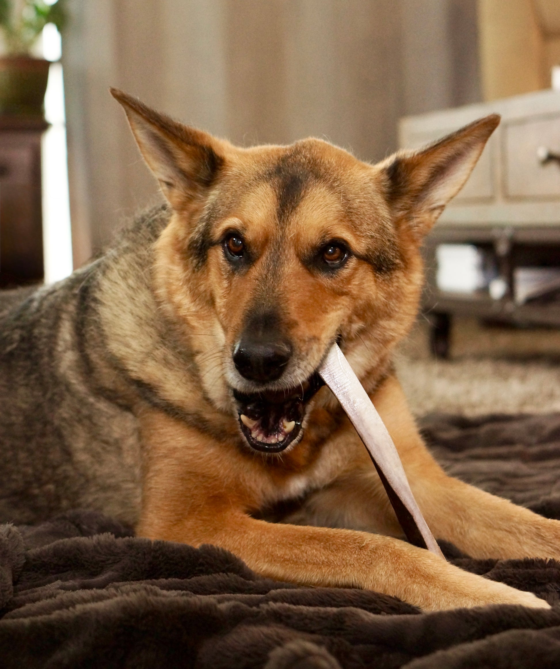 a german shepherd lying on a brown fur blanket chews on a jumbo moose split antler