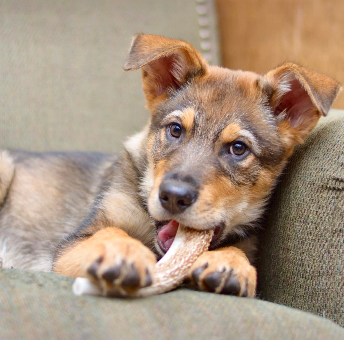 a german shepherd puppy on a green armchair chews on a medium whole elk antler
