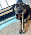 a black and tan dog lies on white carpet chewing a medium moose split antler