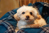 a cream colored dog lies in a blue plaid dog bed with a small whole elk antler chew in front of her