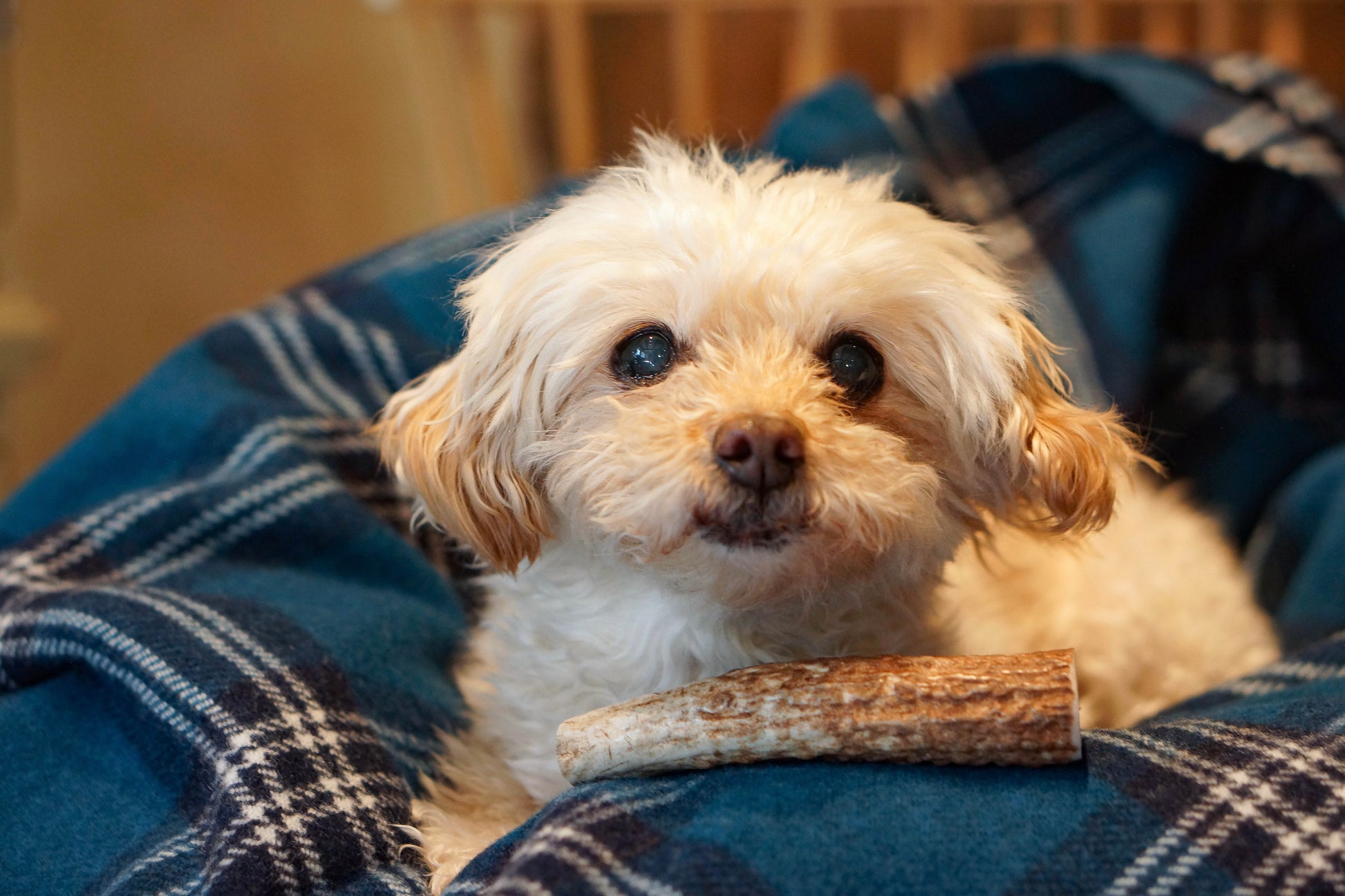 a cream colored dog lies in a blue plaid dog bed with a small whole elk antler chew in front of her